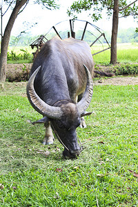 泰国水牛吃草图片