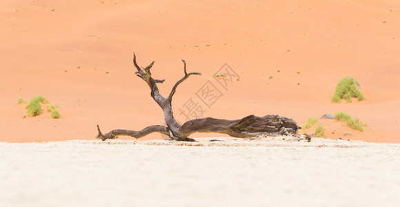 Namib沙漠的acacia树和红色沙丘图片