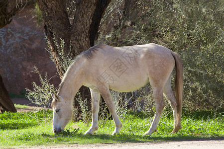 一只野马在阿里索纳的图片