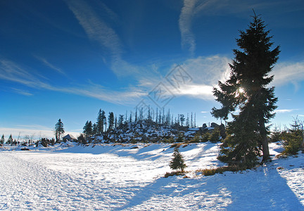 树木和森林白雪覆盖蓝天图片