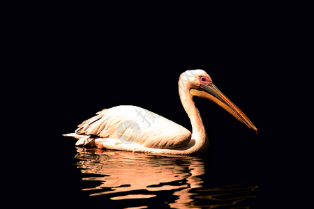 西班牙Pelican生图片