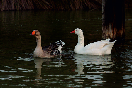 西班牙DuckB图片