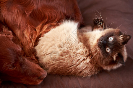 红色爱尔兰塞特犬和猫背景图片