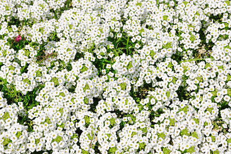 花园里的白花图片