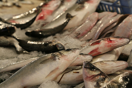 鱼市场上的鲜鱼图片