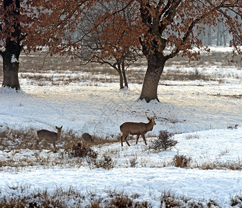 冬天的一群梅花鹿图片