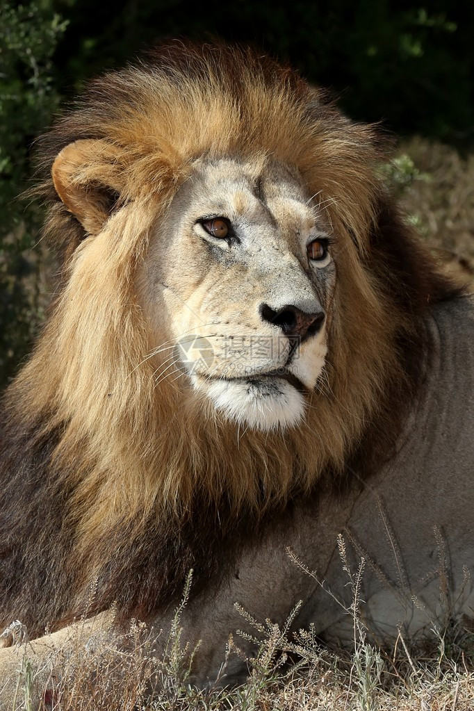 巨大的雄非洲狮大黑鬃毛图片