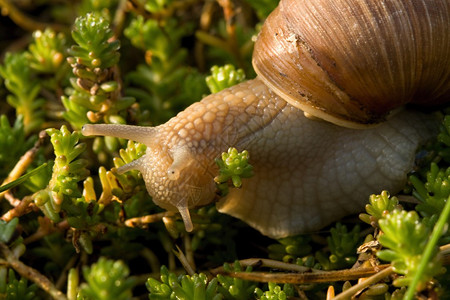 蜗牛爬过植物图片