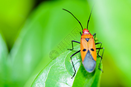 红棉虫Dysdercuscingulatus图片