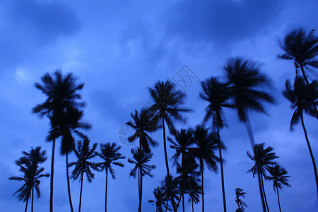 剪影棕榈树图片