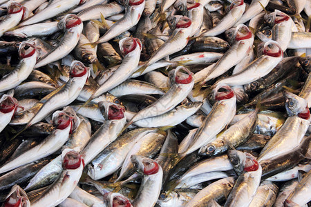 市场上的鲜鱼图片