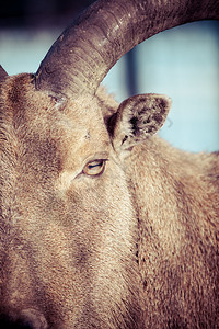 Mouflon肖像图片
