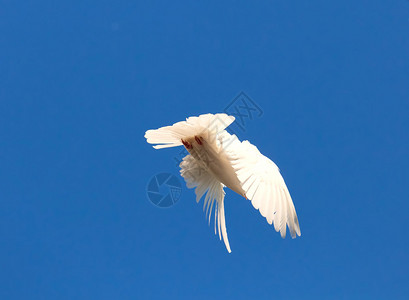 白色飞鸽的漂亮特写照片图片
