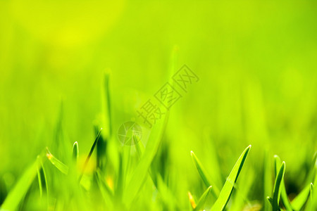 绿色的草地非常接近焦图片