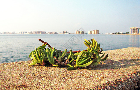 海上护栏上的南方植物图片
