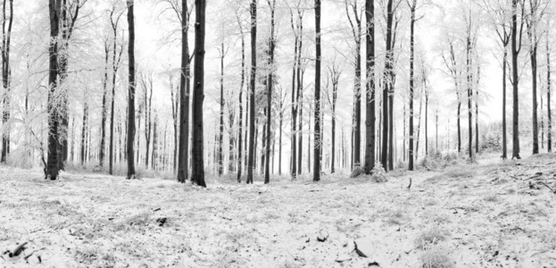 冬天的早晨山毛榉森林与新鲜的雪图片