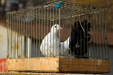 两只鸽子白色和黑色在鸟笼里图片