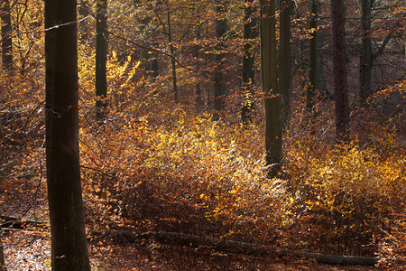 丹麦农村的秋木图片