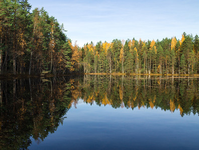芬兰南部松树林的倒影图片