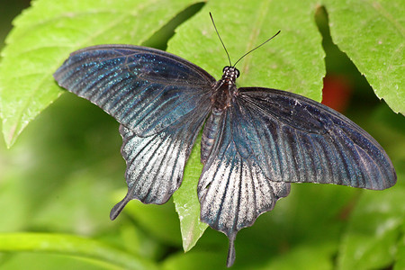 叶子上金属蓝蝴蝶Papilionephelus背景图片