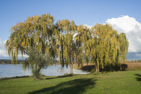 湖边的柳树爱哭鬼图片