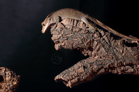 一个新的喀里多尼亚顶峰壁画Rhacodactactyluscil图片
