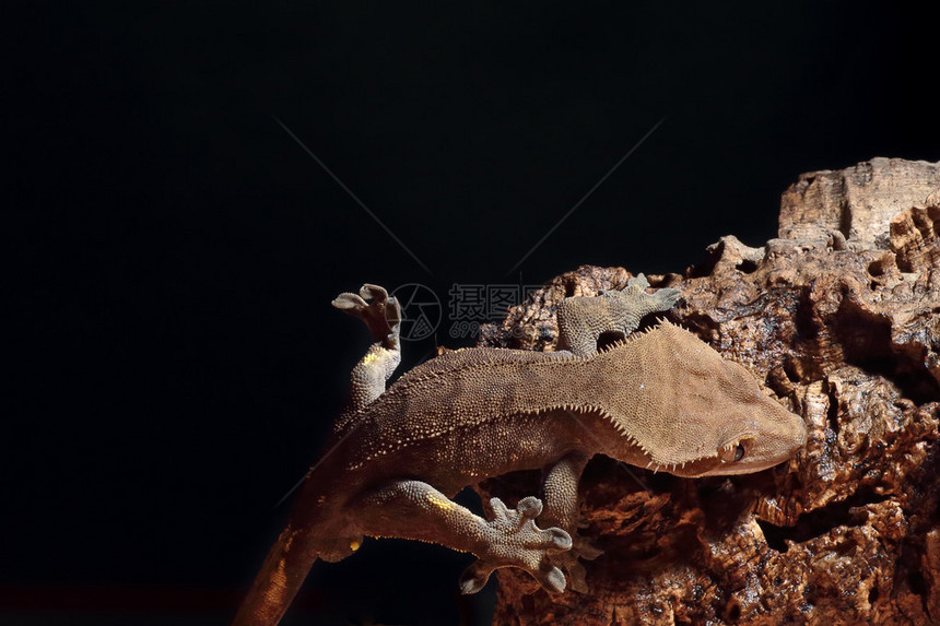 喀里多尼亚新钉冠壁画Rhacodactactylusciliatu图片