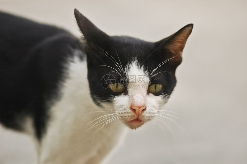 好奇黑白小猫图片