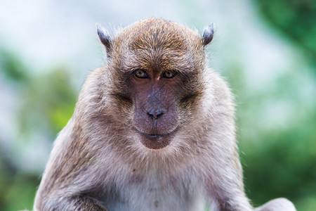 猴子的肖像macacafascicularis图片