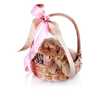 小狗在一个带弓的荆棘篮子里装饰小狗的小狗装饰狗白色背景上的圣彼图片