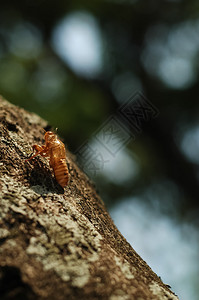 树皮上的蟋蟀壳图片