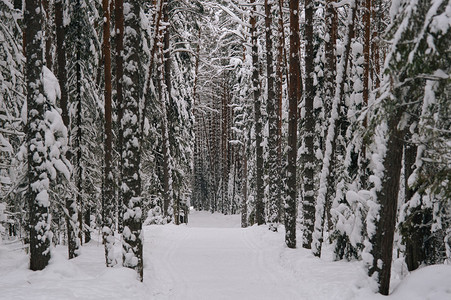 在白雪皑的森林滑雪道背景图片