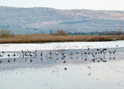 以色列Hula河谷自然保护区图片