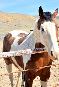 马在牧场的畜栏里图片