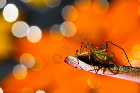 在莲花叶上的蜘蛛紧贴照片拍摄在橙色背图片