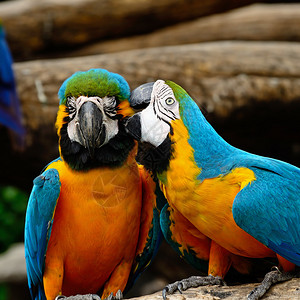 蓝色和金色Macaw图片