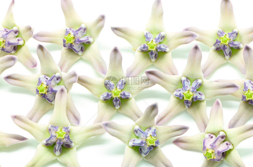 白色和紫色花皇家花朵巨型印度乳草大燕子Calotropicsglante图片