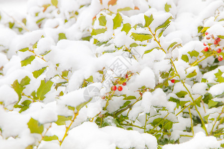 艺术冬季雪天自然背景和图片