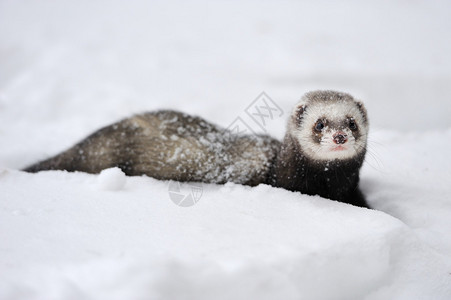 雪地里的野鸡貂图片