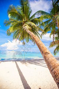 白色沙滩上的椰子树图片