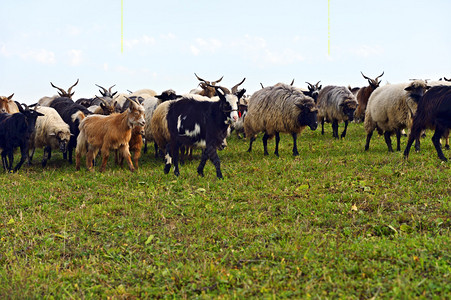 高山牧场上的羊群图片