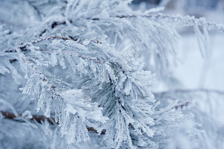 被白雪覆盖的树木图片