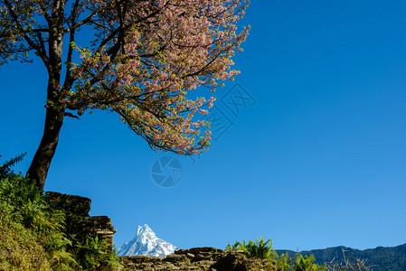 粉红开花树和尼泊图片