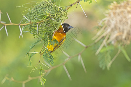 乌干达巢上的织布鸟图片