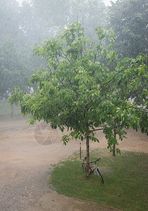 公园下秋雨图片