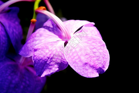 黑色背景中自然的紫色兰花图片