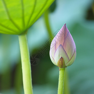 绿色自然背景上的粉红色莲花图片