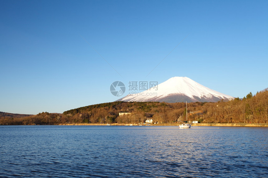 春天的富士山樱花图片