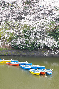 在日本东京的Chidarigafu图片