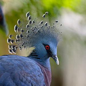 维多利亚王冠鸟GouraVictor图片